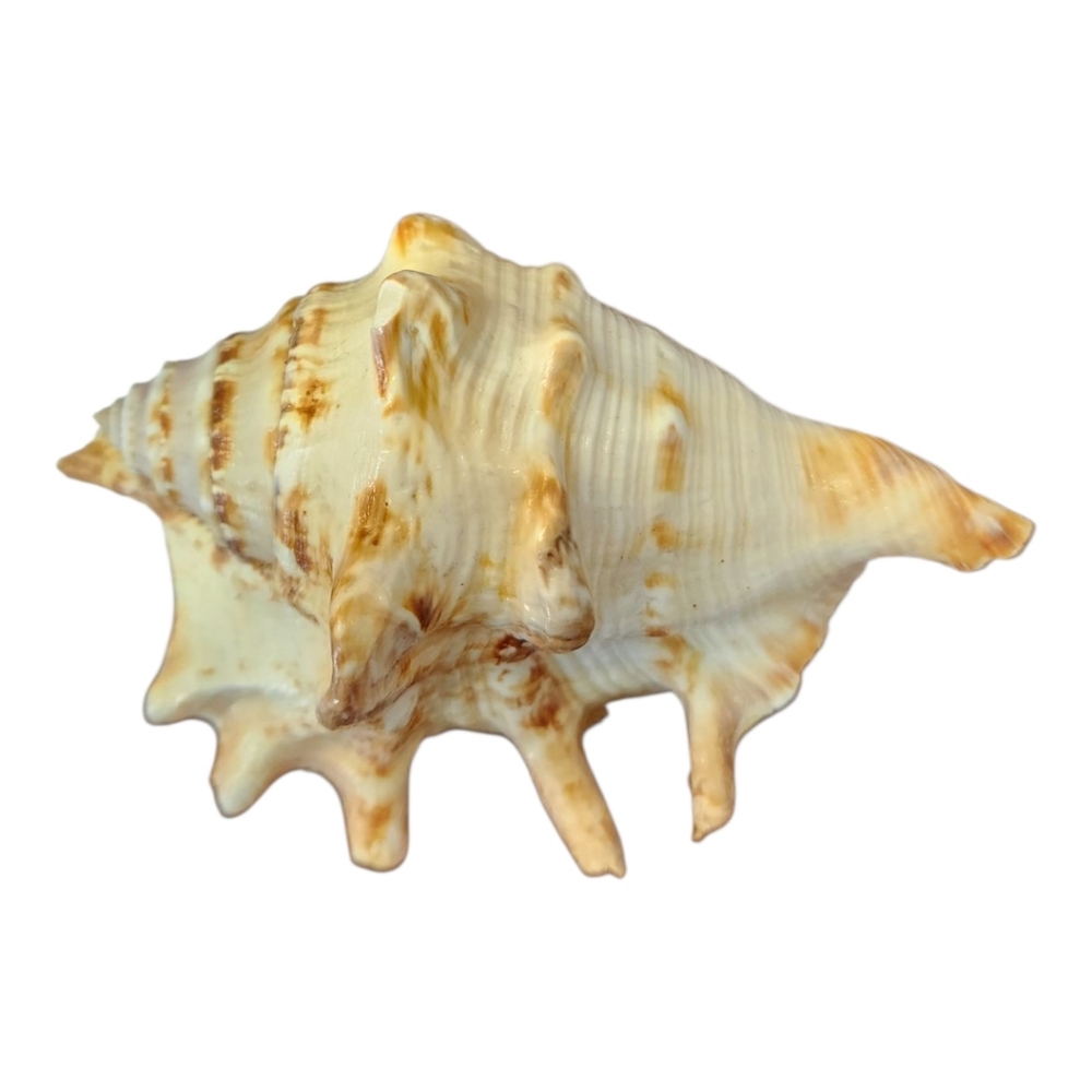 Natural Conch Shell Decor